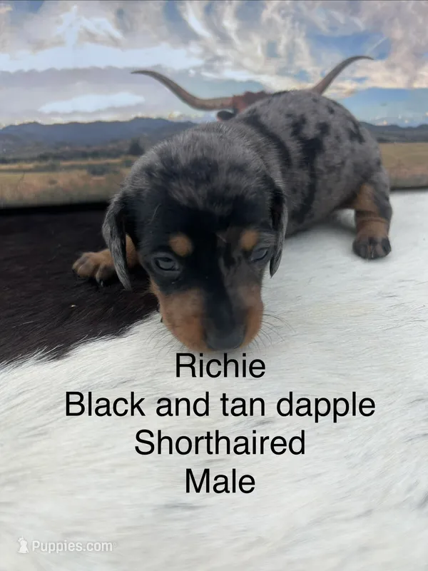 Richie – Miniature Dachshund puppy for sale in Brookhaven, MS