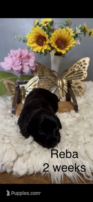 Reba  – Miniature Dachshund puppy for sale in Brookhaven, MS