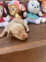 Wendy, a female Miniature Dachshund for sale in Brookhaven, MS – 5 of 7