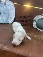 William, a male Miniature Dachshund for sale in Brookhaven, MS – 1 of 1