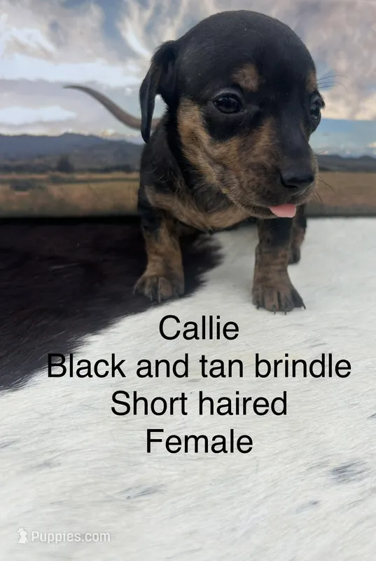 Callie – Miniature Dachshund puppy for sale in Brookhaven, MS