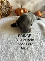 Prince, a female Miniature Dachshund for sale in Brookhaven, MS – 1 of 1
