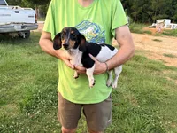 Minnie Pearl, a female Miniature Dachshund for sale in Brookhaven, MS – 3 of 4