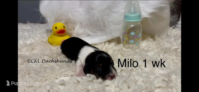 Milo – Miniature Dachshund puppy for sale in Brookhaven, MS