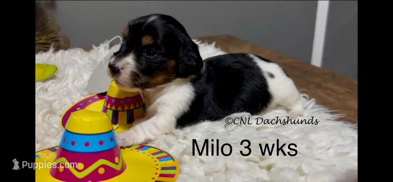 Milo – Miniature Dachshund puppy for sale in Brookhaven, MS