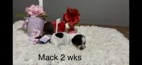 Mack, a male Miniature Dachshund for sale in Brookhaven, MS – Photo 1 of 2