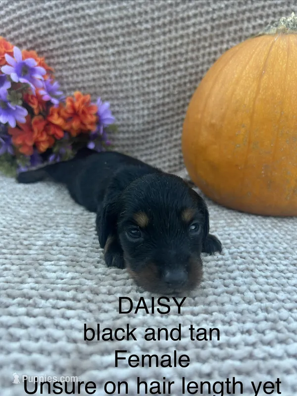 Daisy – Miniature Dachshund puppy for sale in Brookhaven, MS