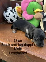 Oreo, a male Miniature Dachshund for sale in Brookhaven, MS – 7 of 7