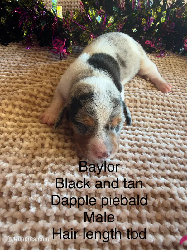 Baylor – Miniature Dachshund puppy for sale in Brookhaven, MS