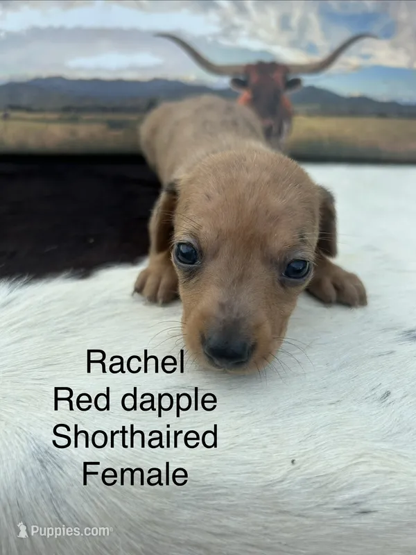 Rachel  – Miniature Dachshund puppy for sale in Brookhaven, MS