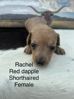 Rachel , a female Miniature Dachshund for sale in Brookhaven, MS – 4 of 7