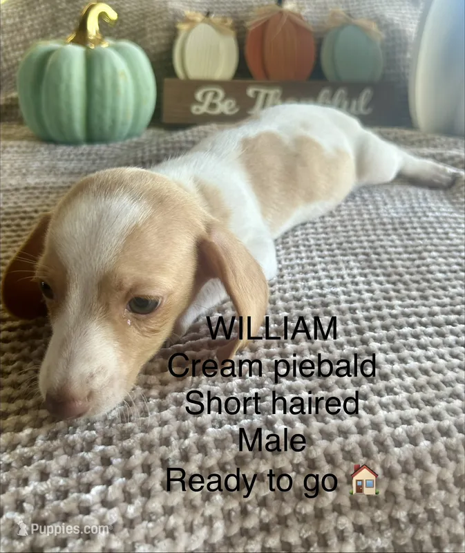 William – Miniature Dachshund puppy for sale in Brookhaven, MS