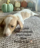 William, a male Miniature Dachshund for sale in Brookhaven, MS – 1 of 7