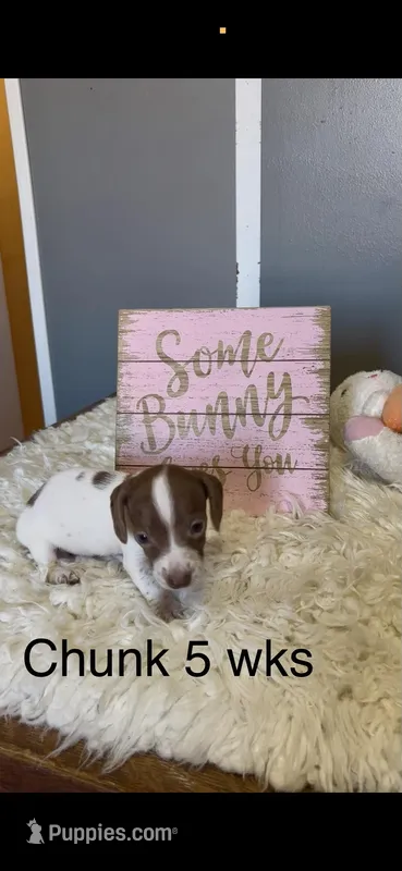 Chunk – Miniature Dachshund puppy for sale in Brookhaven, MS