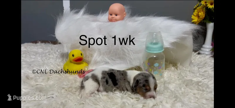 Spot – Miniature Dachshund puppy for sale in Brookhaven, MS