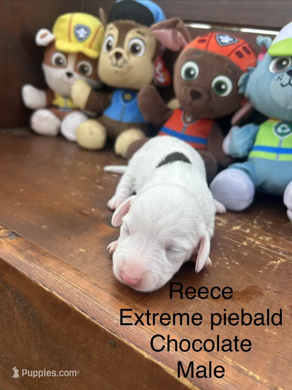 Reece – Miniature Dachshund puppy for sale in Brookhaven, MS