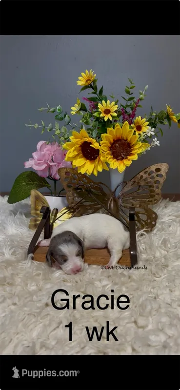 Gracie – Miniature Dachshund puppy for sale in Brookhaven, MS