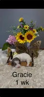 Gracie, a female Miniature Dachshund for sale in Brookhaven, MS – 1 of 1