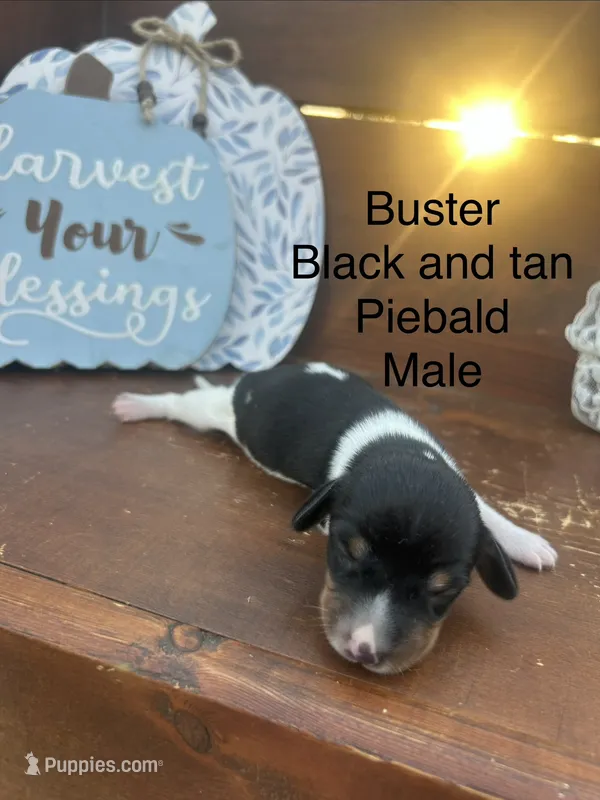 Buster – Miniature Dachshund puppy for sale in Brookhaven, MS