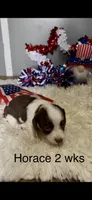 Horace, a male Miniature Dachshund for sale in Brookhaven, MS – 3 of 7