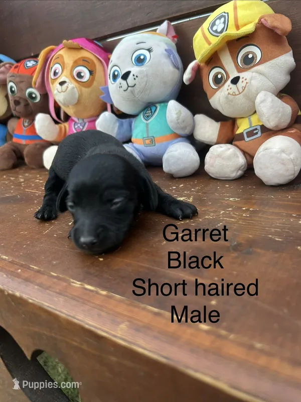 Garret – Miniature Dachshund puppy for sale in Brookhaven, MS