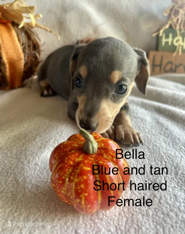 Bella – Miniature Dachshund puppy for sale in Brookhaven, MS