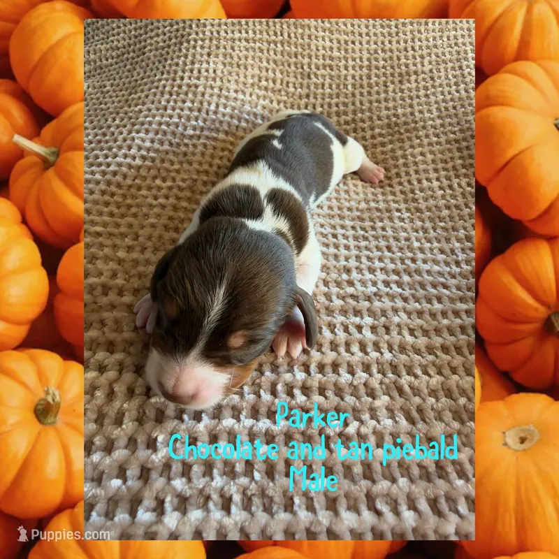 Parker – Miniature Dachshund puppy for sale in Brookhaven, MS