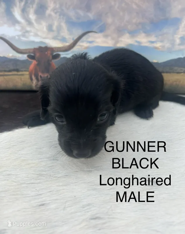 Gunner – Miniature Dachshund puppy for sale in Brookhaven, MS