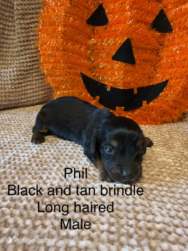 Phil – Miniature Dachshund puppy for sale in Brookhaven, MS