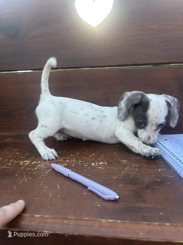 Honey – Miniature Dachshund puppy for sale in Brookhaven, MS