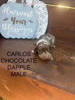 Carlos, a male Miniature Dachshund for sale in Brookhaven, MS – 1 of 1