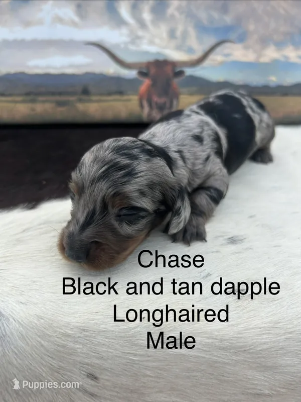 Chase – Miniature Dachshund puppy on hold in Brookhaven, MS