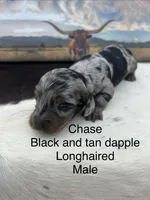 Chase, a male Miniature Dachshund for sale in Brookhaven, MS – 1 of 2