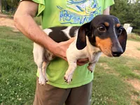 Minnie Pearl, a female Miniature Dachshund for sale in Brookhaven, MS – 2 of 4