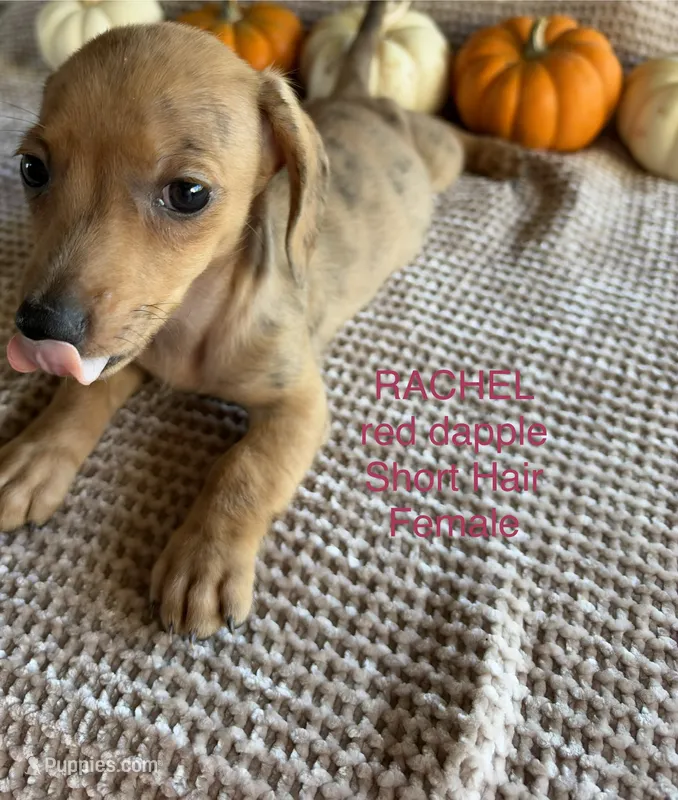 Rachel  – Miniature Dachshund puppy for sale in Brookhaven, MS
