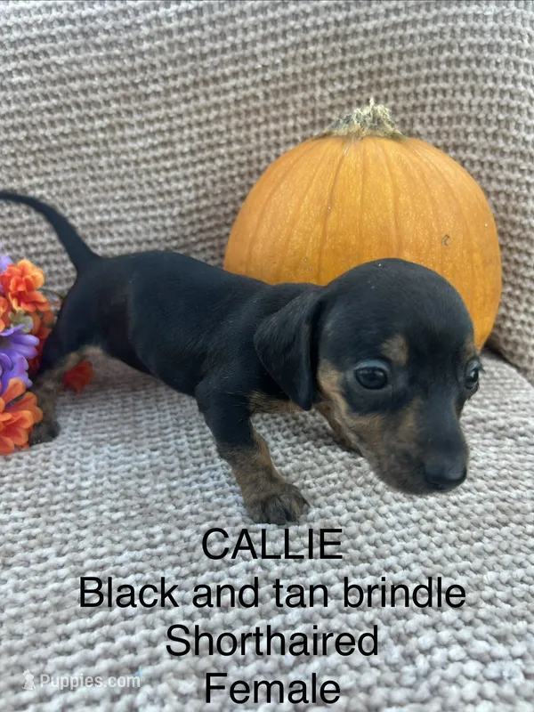 Callie – Miniature Dachshund puppy for sale in Brookhaven, MS