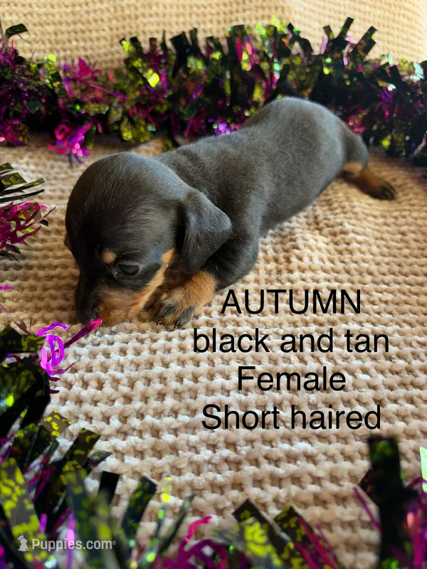 Autumn – Miniature Dachshund puppy for sale in Brookhaven, MS