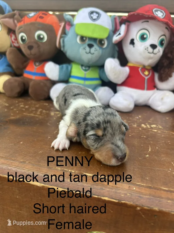 Penny – Miniature Dachshund puppy for sale in Brookhaven, MS