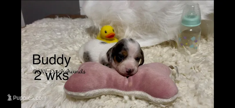 Buddy – Miniature Dachshund puppy for sale in Brookhaven, MS