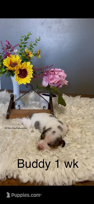 Buddy – Miniature Dachshund puppy for sale in Brookhaven, MS