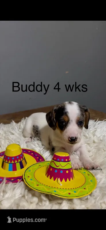 Buddy – Miniature Dachshund puppy for sale in Brookhaven, MS