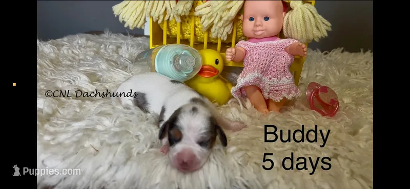 Buddy – Miniature Dachshund puppy for sale in Brookhaven, MS