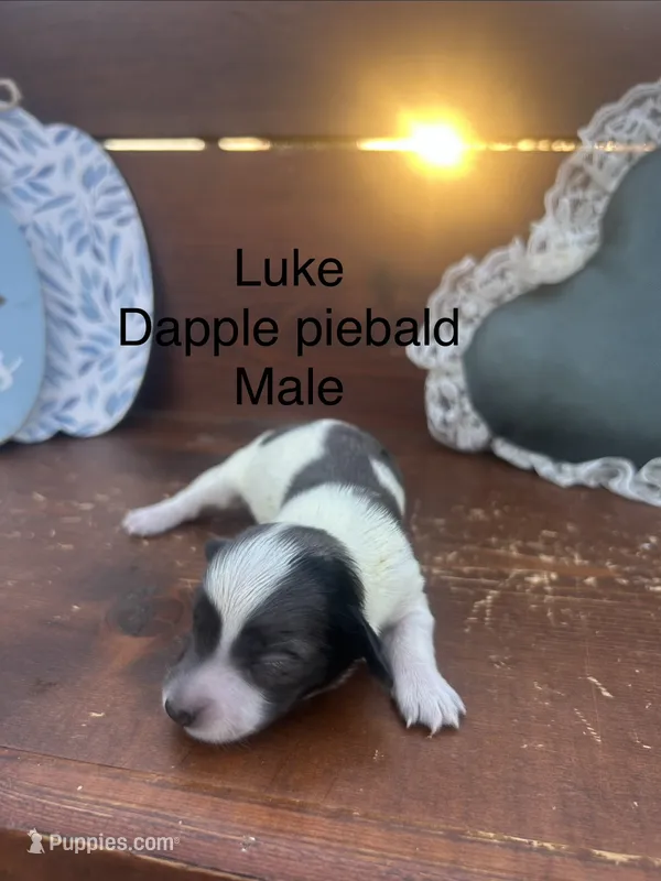 Luke – Miniature Dachshund puppy for sale in Brookhaven, MS