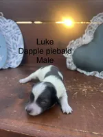 Luke, a male Miniature Dachshund for sale in Brookhaven, MS – 1 of 1