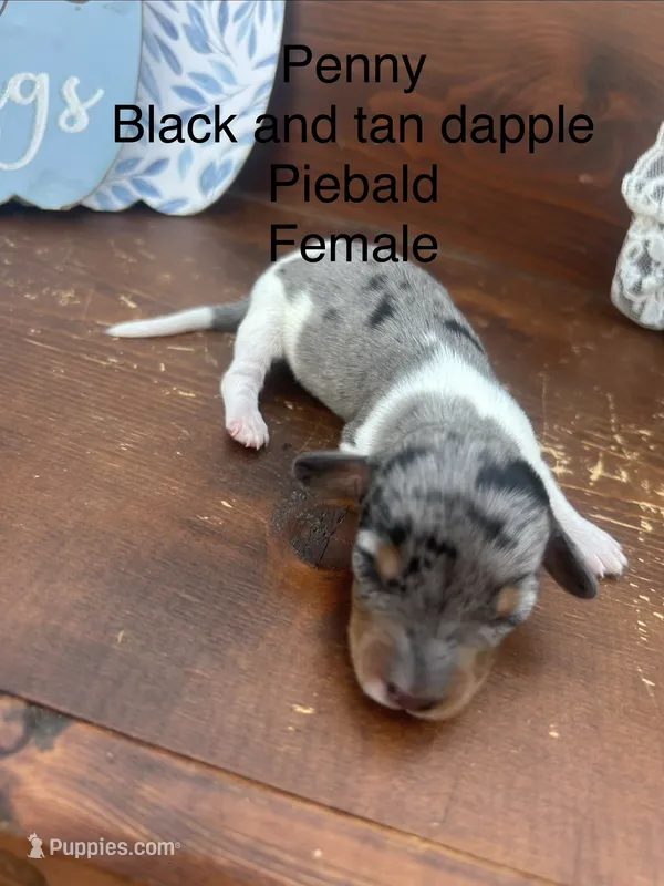 Penny – Miniature Dachshund puppy for sale in Brookhaven, MS