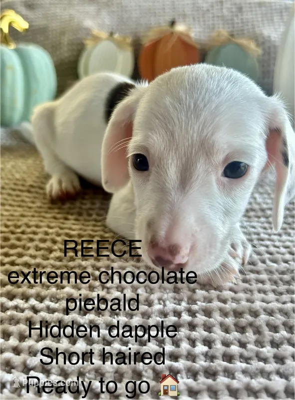 Reece – Miniature Dachshund puppy for sale in Brookhaven, MS