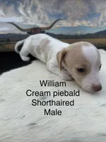 William, a male Miniature Dachshund for sale in Brookhaven, MS – 4 of 7
