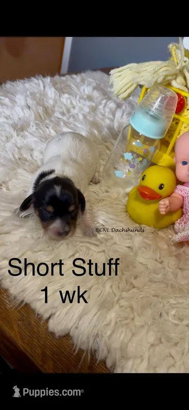 Short Stuff – Miniature Dachshund puppy for sale in Brookhaven, MS