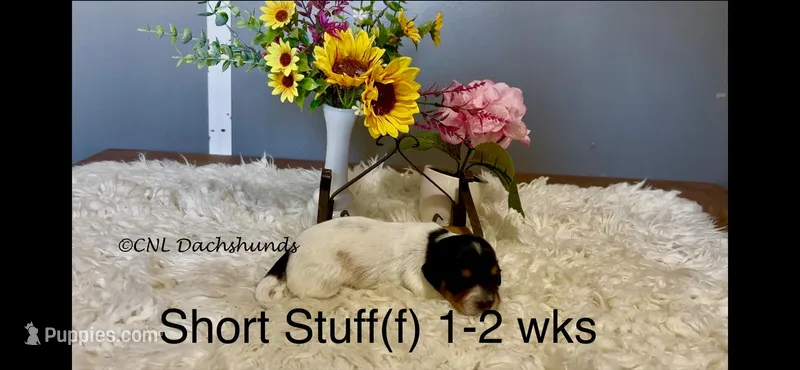 Short Stuff – Miniature Dachshund puppy for sale in Brookhaven, MS