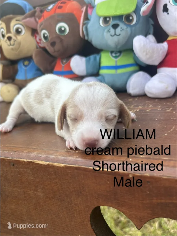 William – Miniature Dachshund puppy for sale in Brookhaven, MS